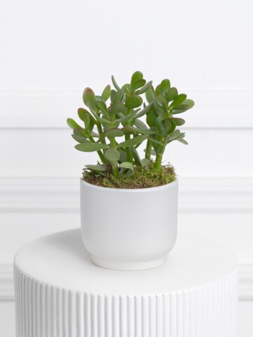 Jade Plant