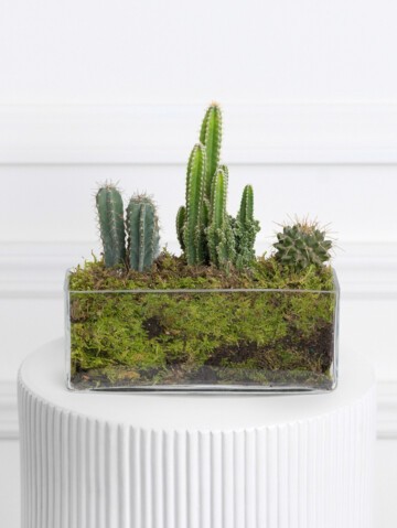 Mini Cacti Collection