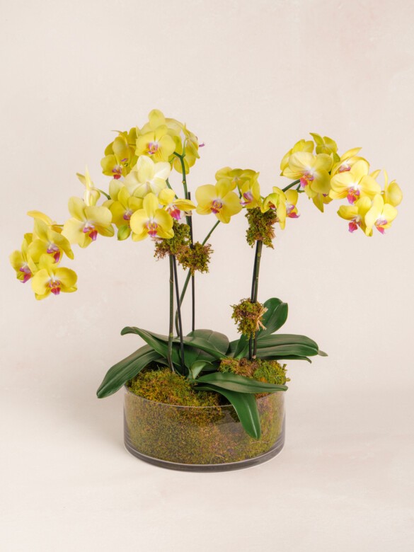 Triple Yellow Orchid