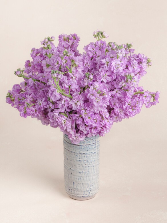 Violette
