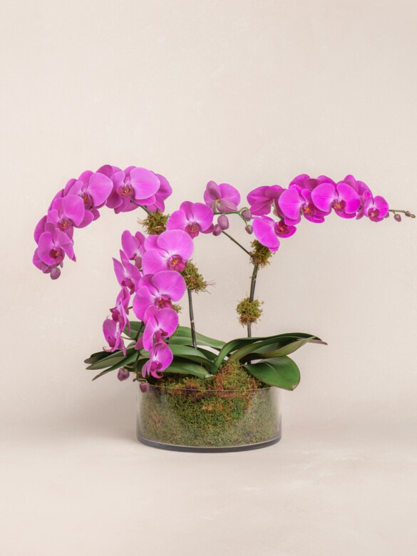 Triple Magenta Orchid