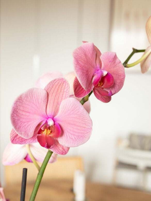 Pink Orchid