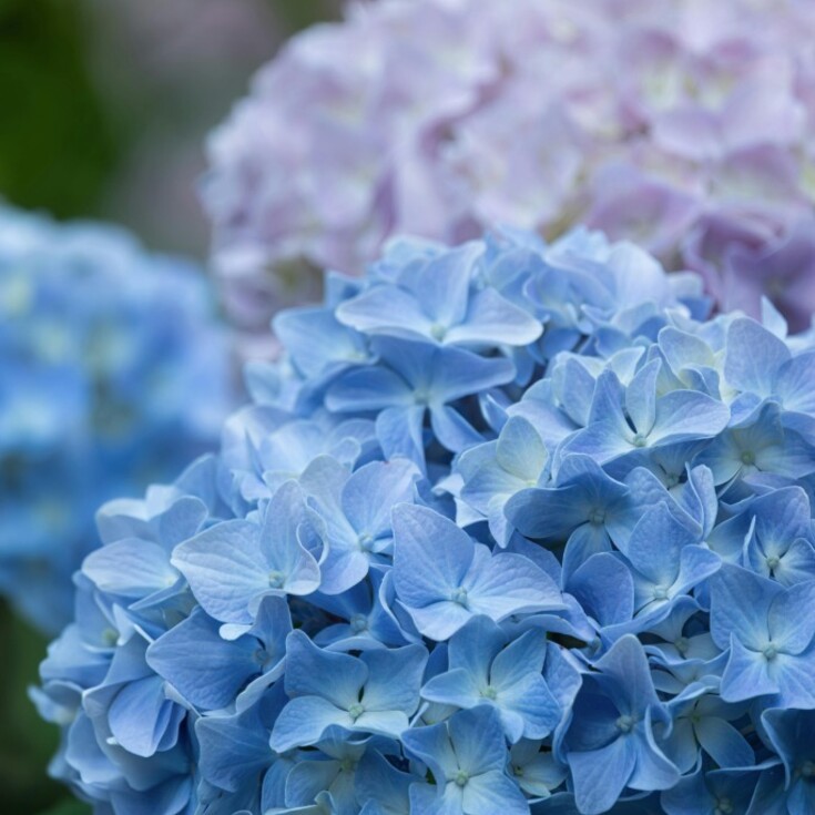 Libra’s love for pale blue and hydrangeas matches their personality, making it a perfect gift for them.