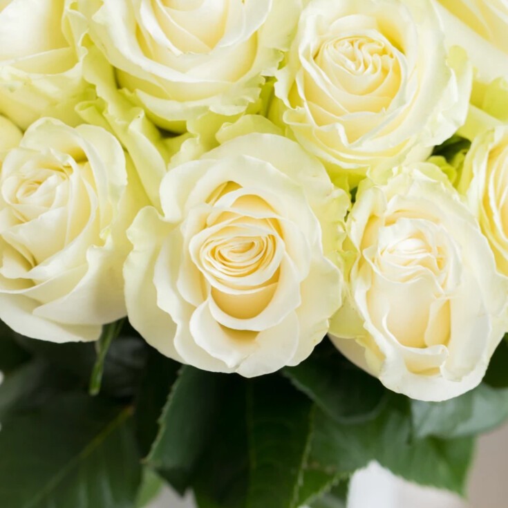 Premium 24 White Roses arrangement Josephine.
