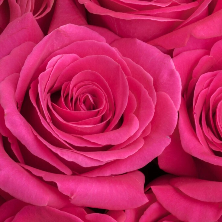 Close-up of vivid Pink Floyd rose.