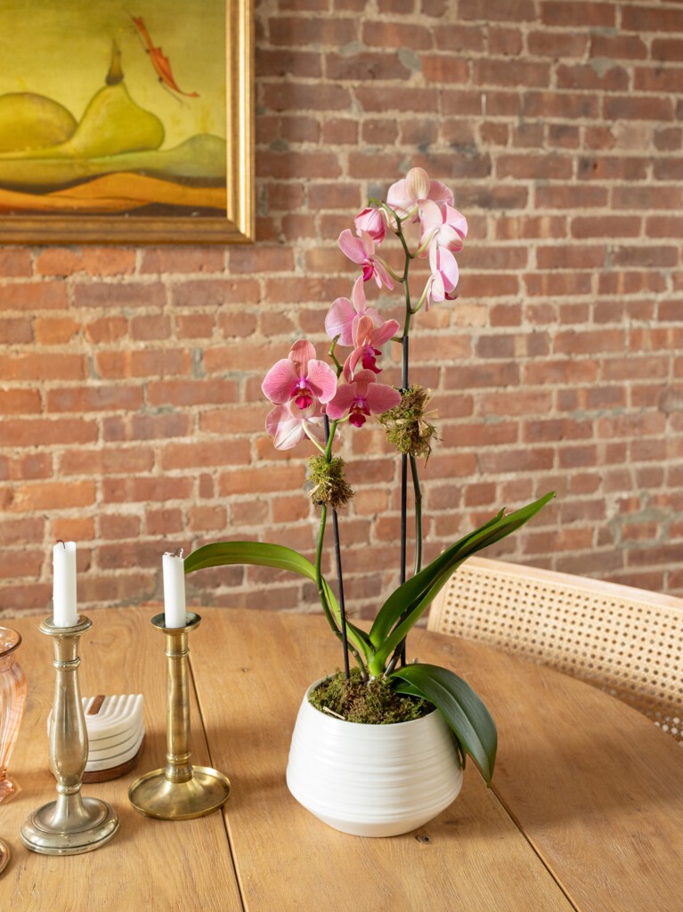 Pink Orchid
