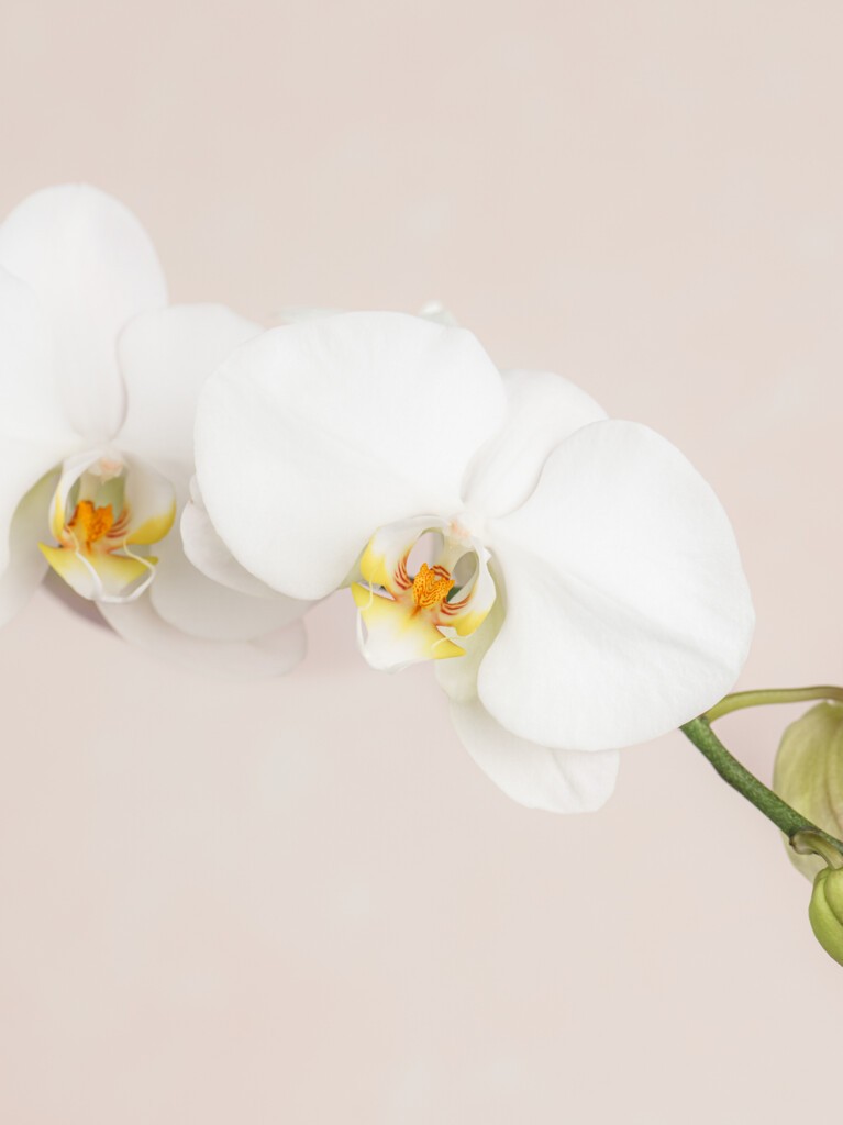 Triple White Orchid