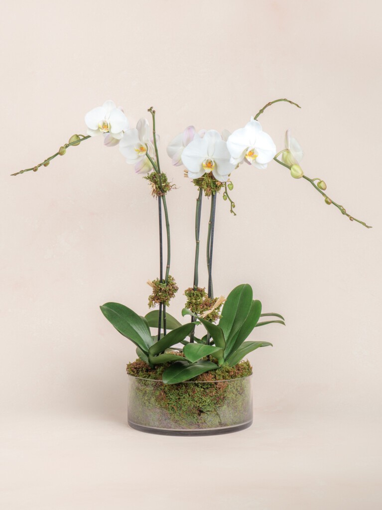 Triple White Orchid