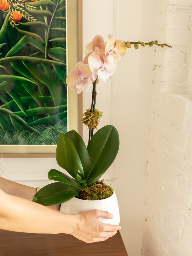 Peach Orchid