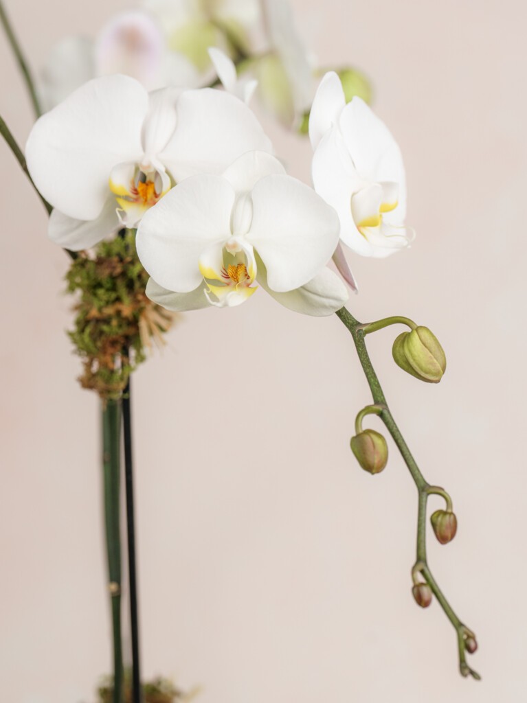 Triple White Orchid