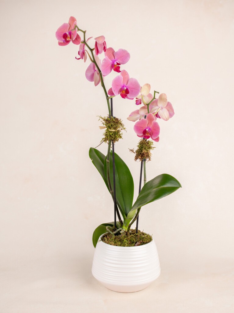 Pink Orchid