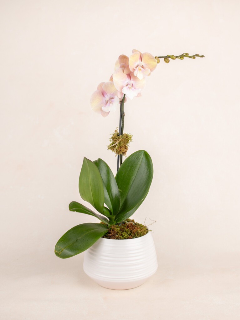 Peach Orchid