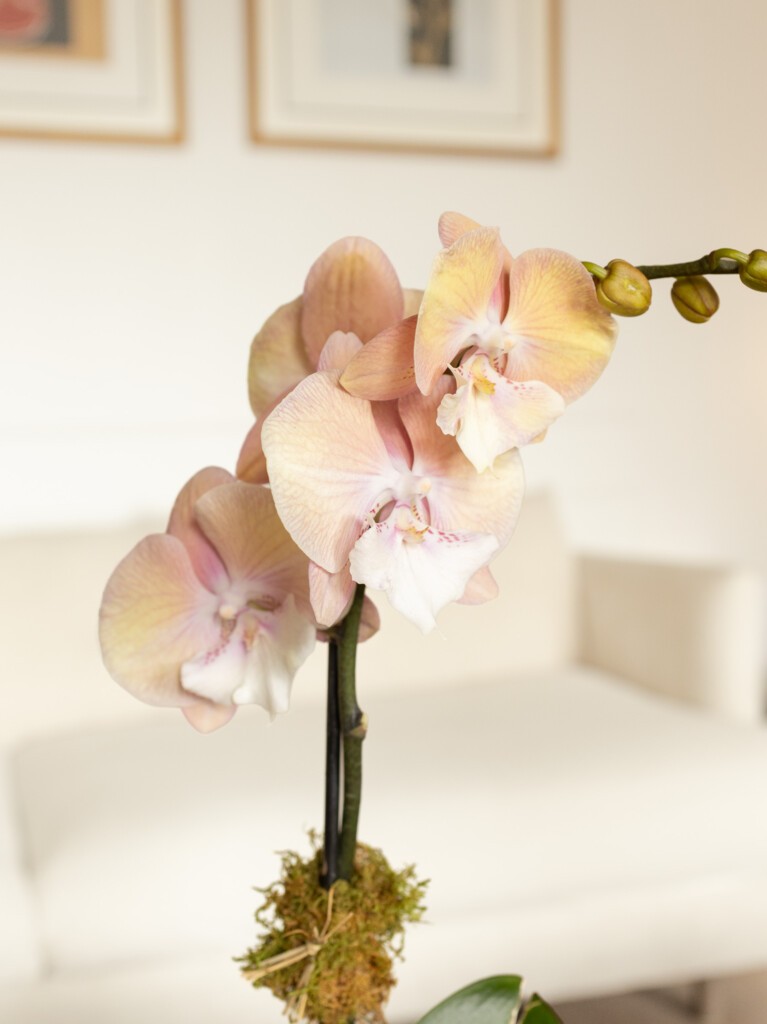Peach Orchid