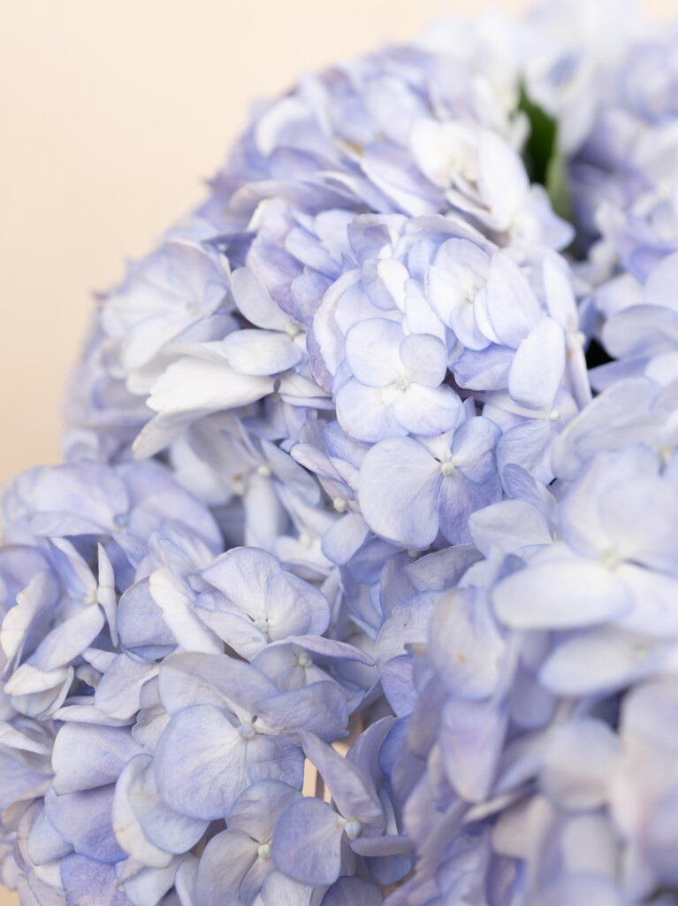 Close-up shot of Georgica Blue Hydrangea bouquet
